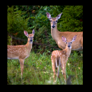 500 x 500_Blog_3_Deer